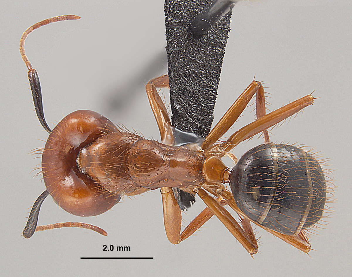 Camponotus floridanus, dorsal view of major worker Camponotus floridanus, dorsal view of major worker